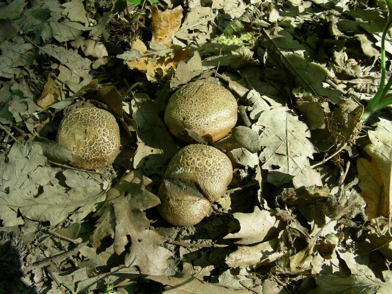 4) Fotografati sotto Quecia il 16.06.2012.